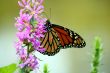 Feeding monarch butterfly