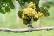 Green chardonnay grapes