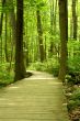 Wooden bridge in the woods