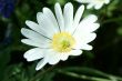 White flower