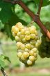 Green chardonnay grapes