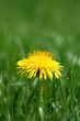 Yellow dandelion in grass