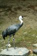 Crane
