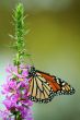 Feeding monarch butterfly