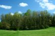 Spring trees with blue sky