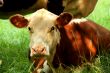 Cow in a field