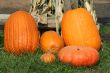 Pumkins