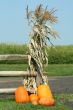 Pumkins and corn stalks