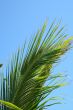 Palm Frond