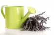 Lavender and Watering Can