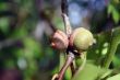 Acorns