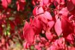 Red Leaves