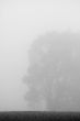 Foggy tree