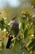 Gray catbird