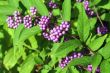 Berries