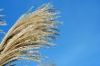 Fall bush seeds