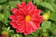 Red Gerber Daisy 