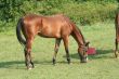 Brown Horse