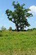 The Devils tree