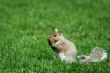 A grey squirrel eating