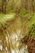 Small stream in the woods