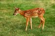 Young fawn and human hand