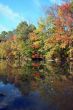 Tree river reflection