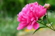 Pink peony flower