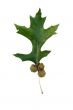 Green oak leaf and acorns
