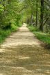 Path through the trees