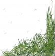grass with stems