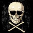 scarry humas skull