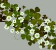 Clover