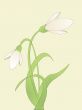 common snowdrop