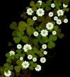 Clover background