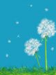 Dandelions and grass