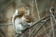 Common Eastern Gray Squirrel eating in a tree