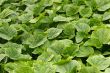 Young green cucumber plants