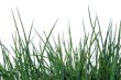 Green grass isolated on the white