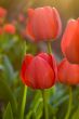 Sunlit red tulips