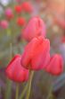 Tulips under sunset light