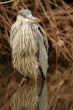 Juvenile blue heron