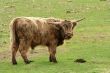 Highland cow in a field