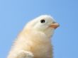 Small light yellow chicken