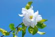 Flower of apple tree