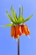 Spring orange flower