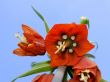 Orange flower. View from below