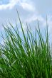 Young green grass