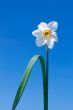Narcissus flower over  blue sky