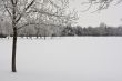 Trees on a snow covered park 